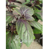Bazylia 'Magic Mountain' Ocimum basilicum