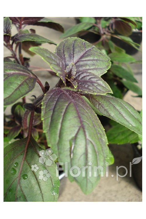 Bazylia 'Magic Mountain' Ocimum basilicum