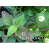 Lipia Lippia dulcis