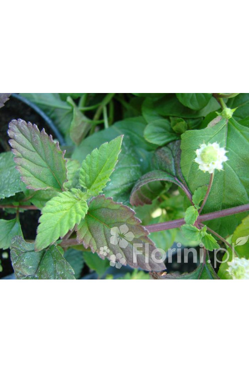 Lipia Lippia dulcis