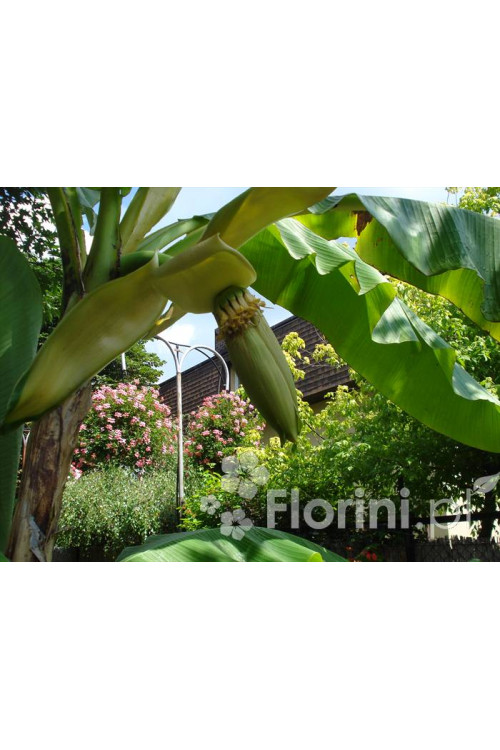 Bananowiec | Musa basjoo