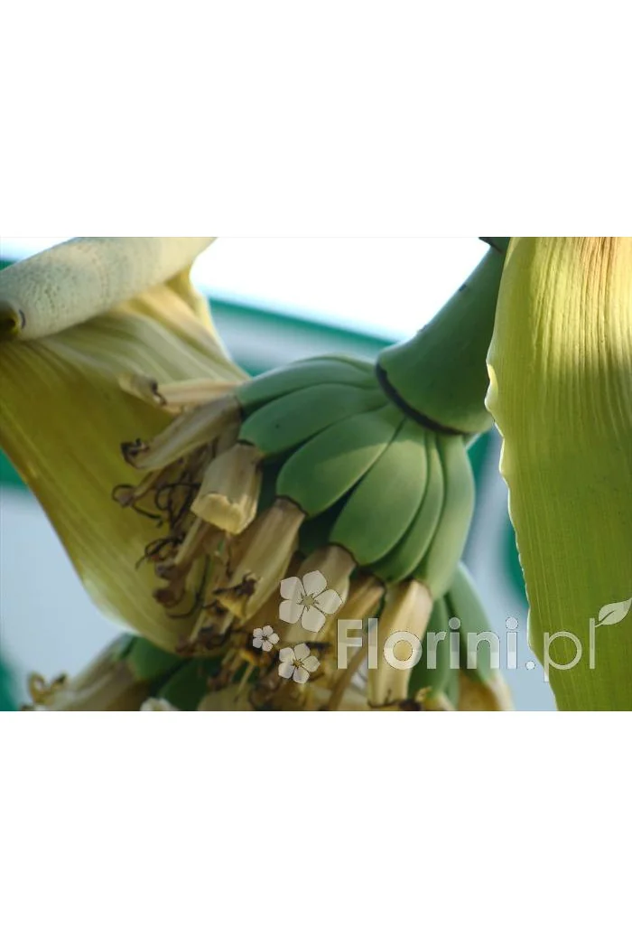 Bananowiec | Musa basjoo