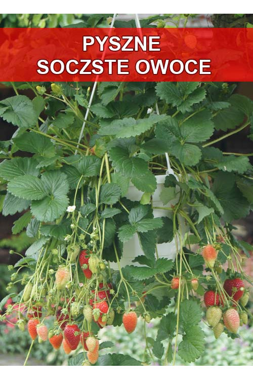 Truskawka pnąca, truskawka zwisająca, truskawka Elan