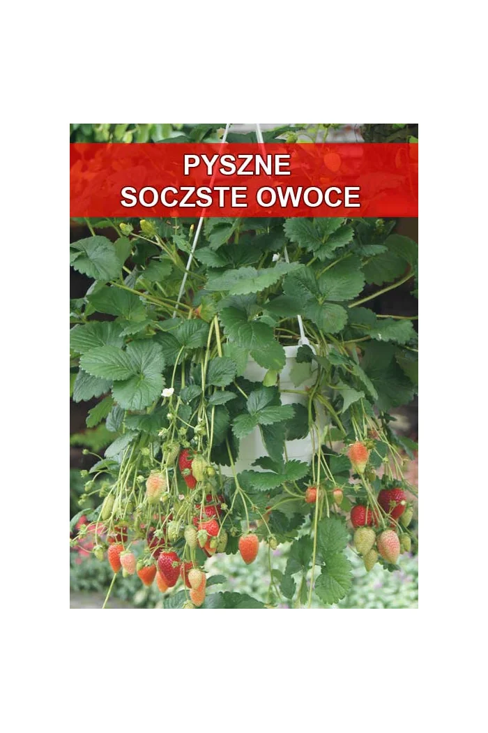 Truskawka pnąca, truskawka zwisająca, truskawka Elan