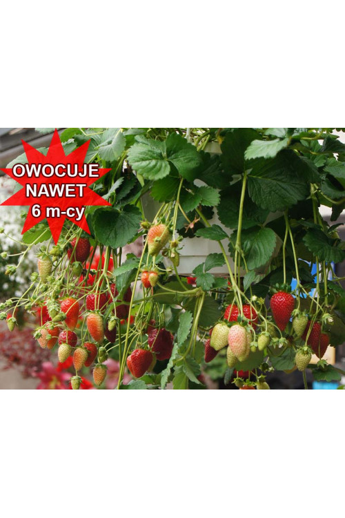 Truskawka pnąca, truskawka zwisająca, truskawka Elan