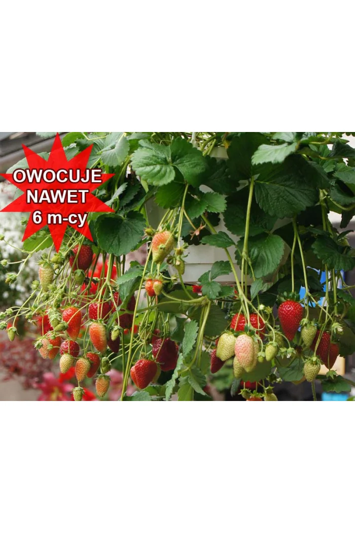 Truskawka pnąca, truskawka zwisająca, truskawka Elan