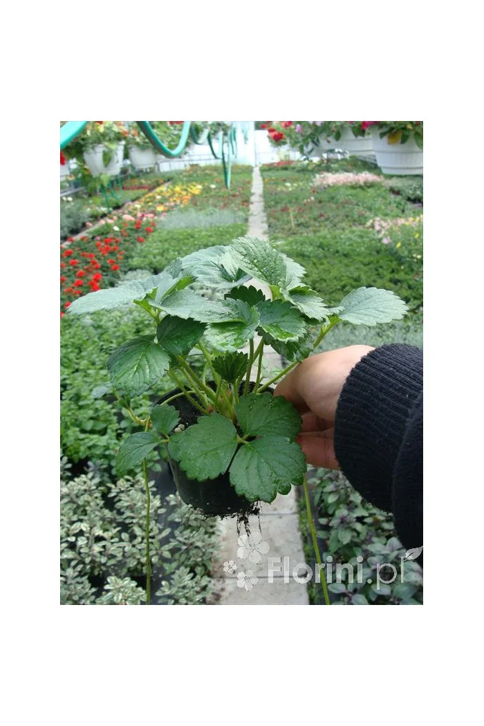 Truskawka pnąca, truskawka zwisająca, truskawka Toscana