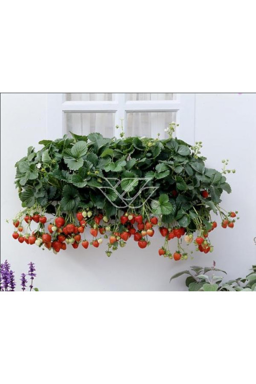 Truskawka pnąca, truskawka zwisająca, truskawka Elan