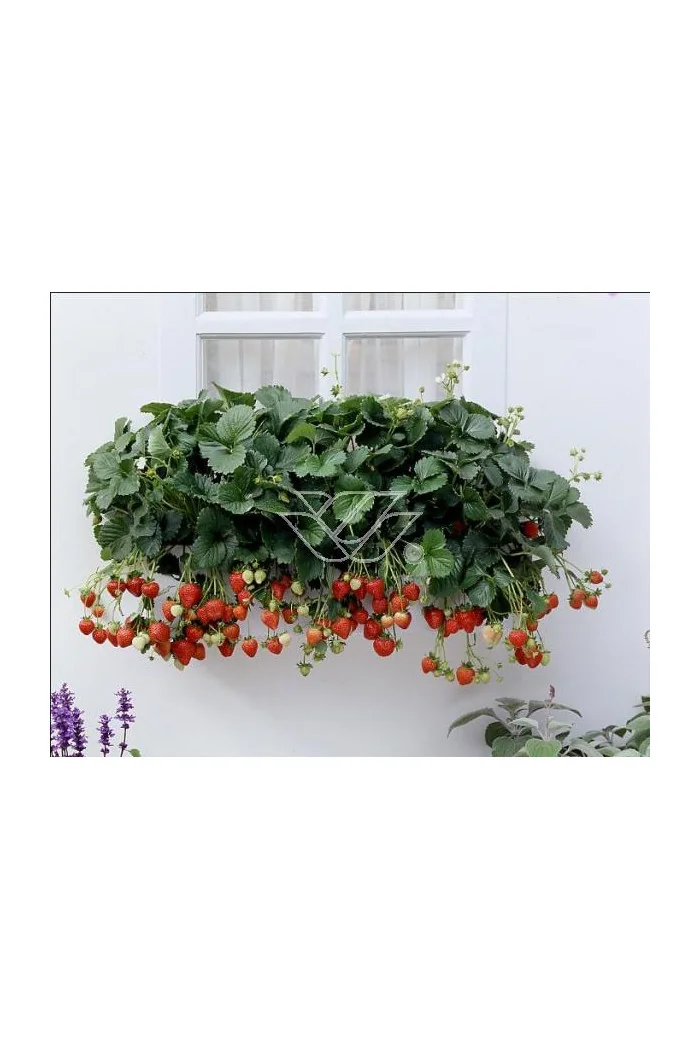 Truskawka pnąca, truskawka zwisająca, truskawka Elan