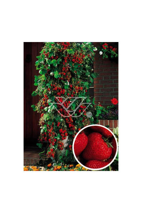 Truskawka pnąca, truskawka zwisająca, truskawka Elan