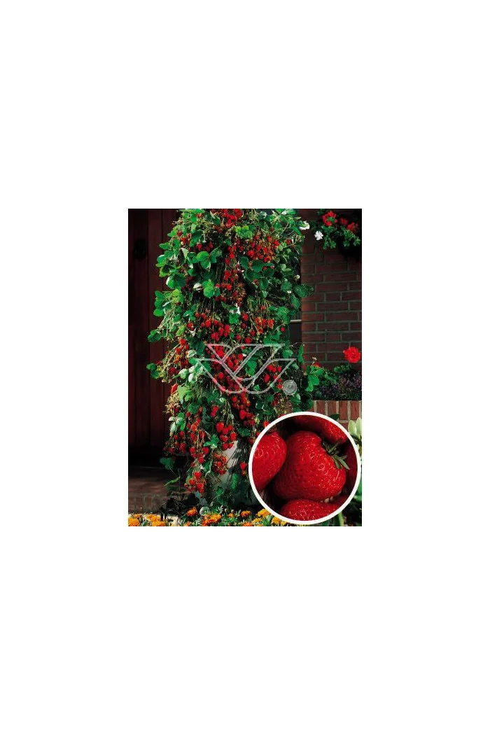 Truskawka pnąca, truskawka zwisająca, truskawka Elan