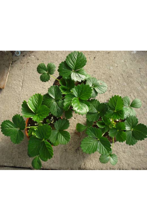 Truskawka pnąca, truskawka zwisająca, truskawka Elan