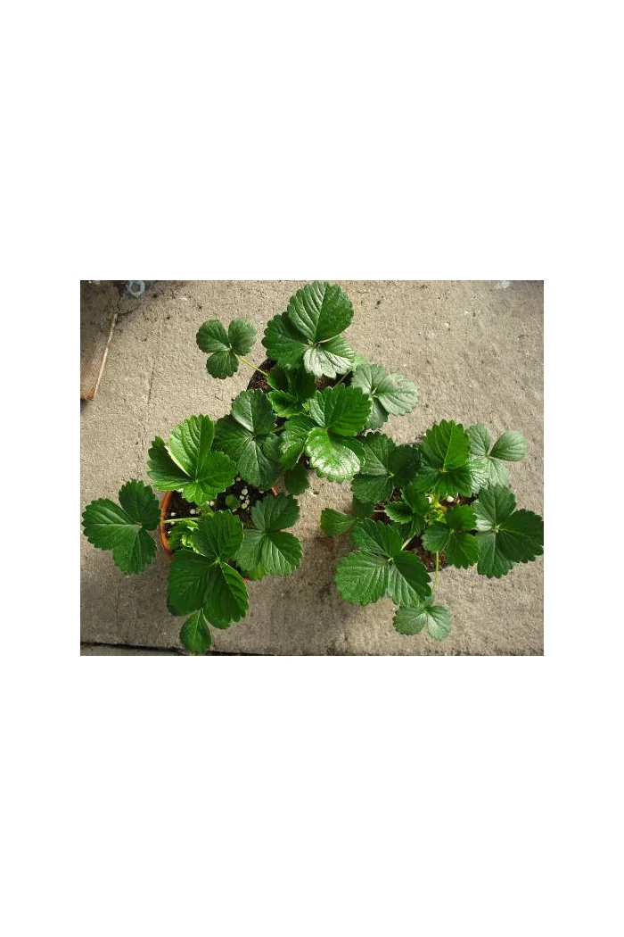 Truskawka pnąca, truskawka zwisająca, truskawka Elan