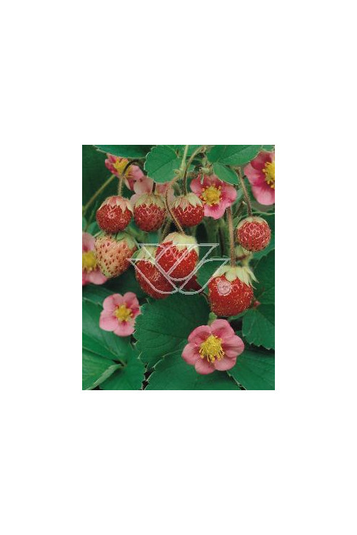 Truskawka pnąca, truskawka zwisająca, truskawka Toscana