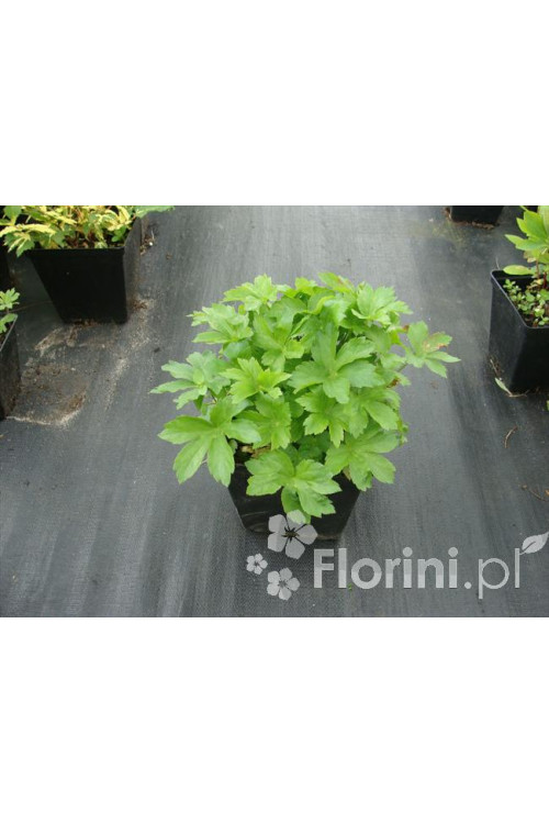 Jarzmianka większa 'Rubra' Astrantia major