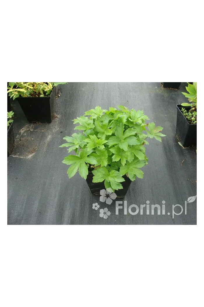 Jarzmianka większa 'Rubra' Astrantia major