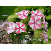 Floks wiechowaty 'Peppermint Twist' Phlox panniculata