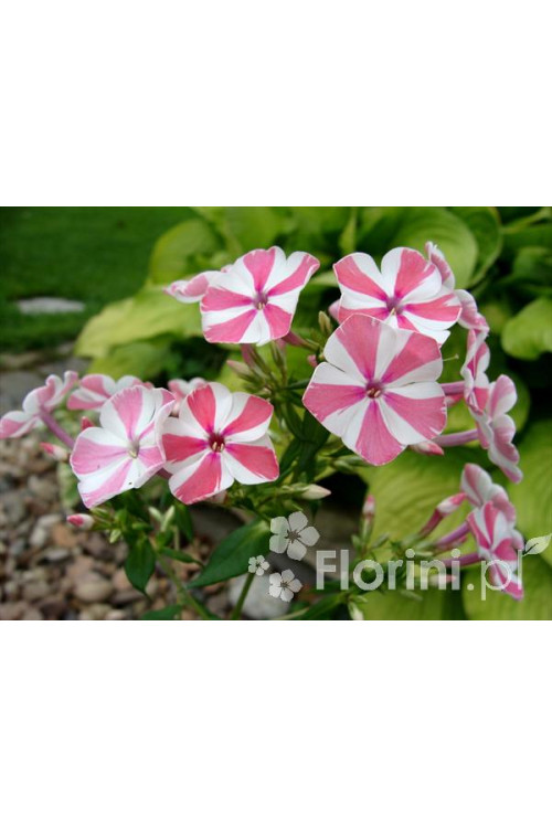 Floks wiechowaty 'Peppermint Twist' Phlox panniculata