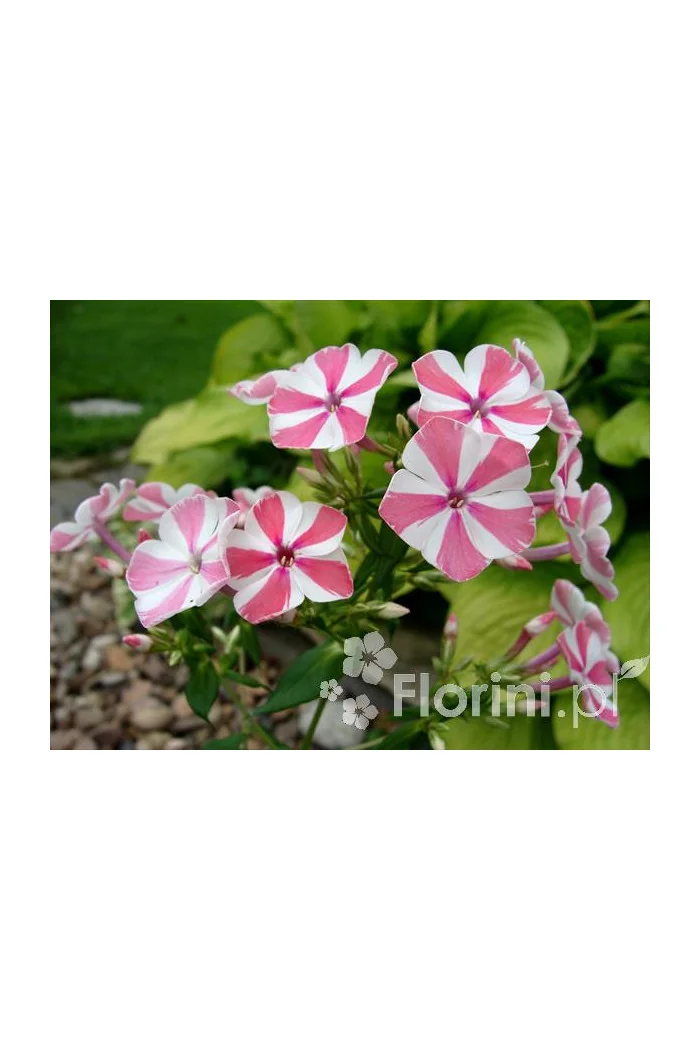 Floks wiechowaty 'Peppermint Twist' Phlox panniculata