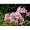 Floks wiechowaty 'Peppermint Twist' Phlox panniculata