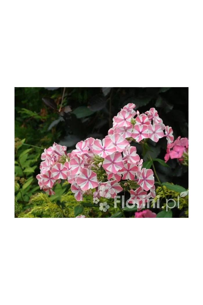 Floks wiechowaty 'Peppermint Twist' Phlox panniculata