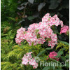 Floks wiechowaty 'Peppermint Twist' Phlox panniculata