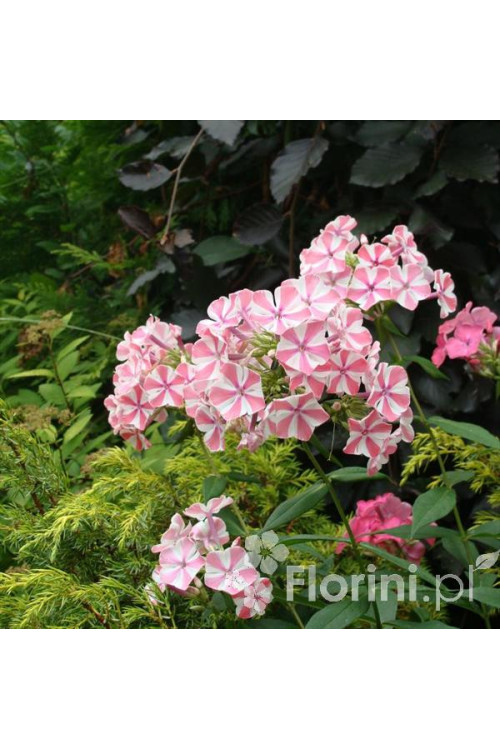 Floks wiechowaty 'Peppermint Twist' Phlox panniculata