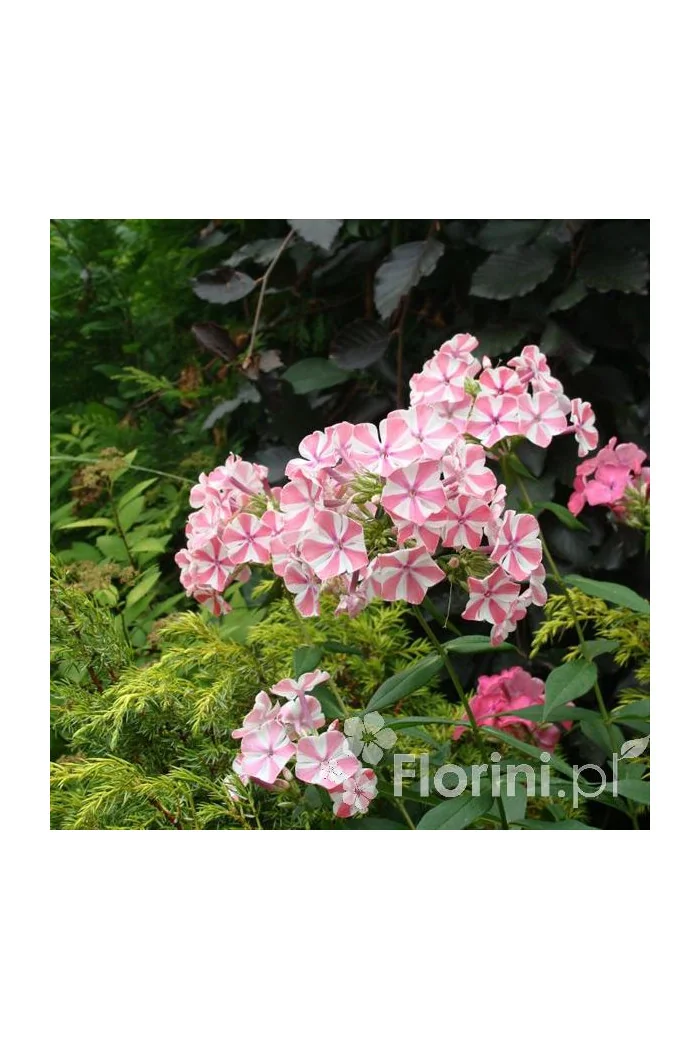 Floks wiechowaty 'Peppermint Twist' Phlox panniculata