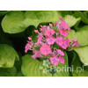 Floks wiechowaty 'Windsor' Phlox panniculata