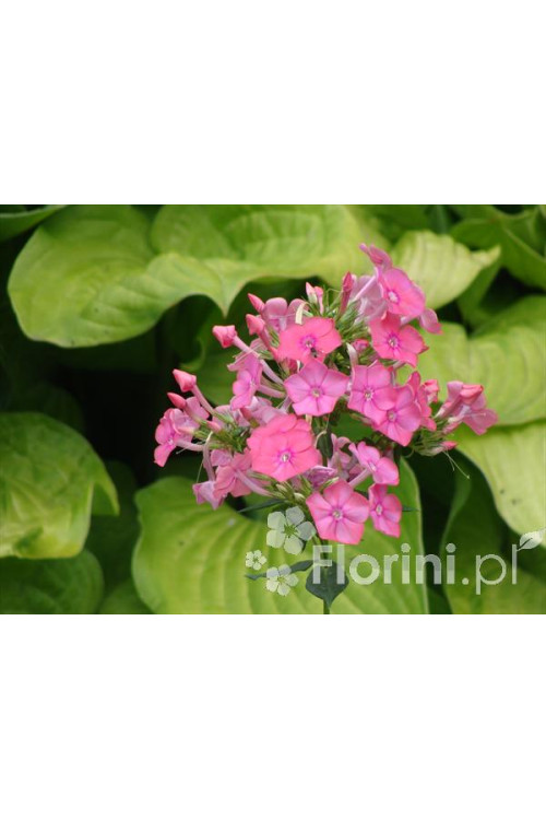 Floks wiechowaty 'Windsor' Phlox panniculata
