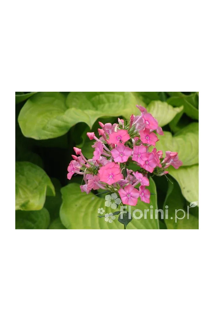Floks wiechowaty 'Windsor' Phlox panniculata