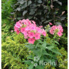 Floks wiechowaty 'Windsor' Phlox panniculata