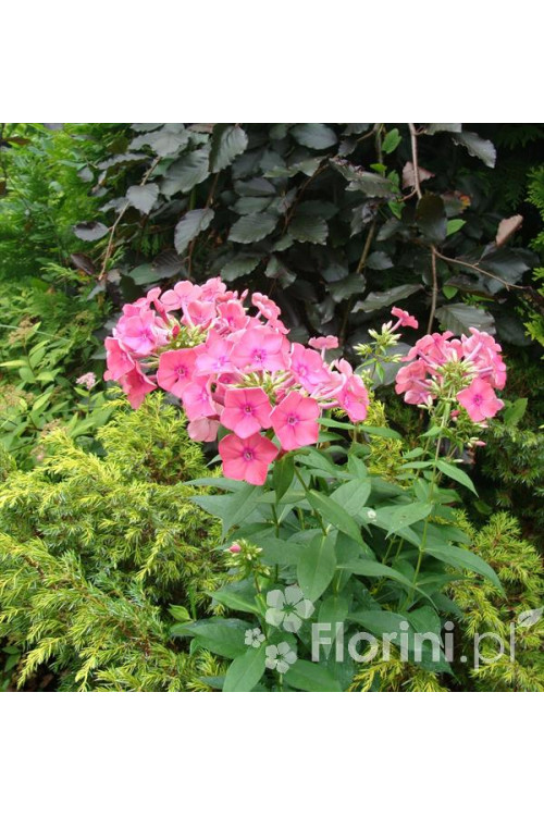 Floks wiechowaty 'Windsor' Phlox panniculata