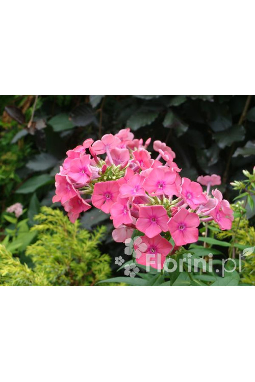 Floks wiechowaty 'Windsor' Phlox panniculata
