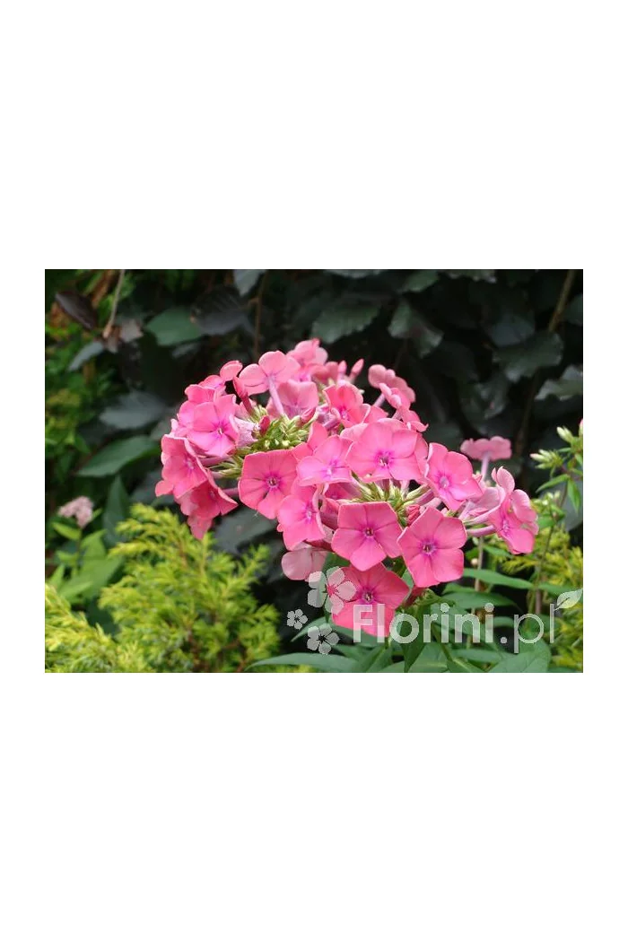 Floks wiechowaty 'Windsor' Phlox panniculata