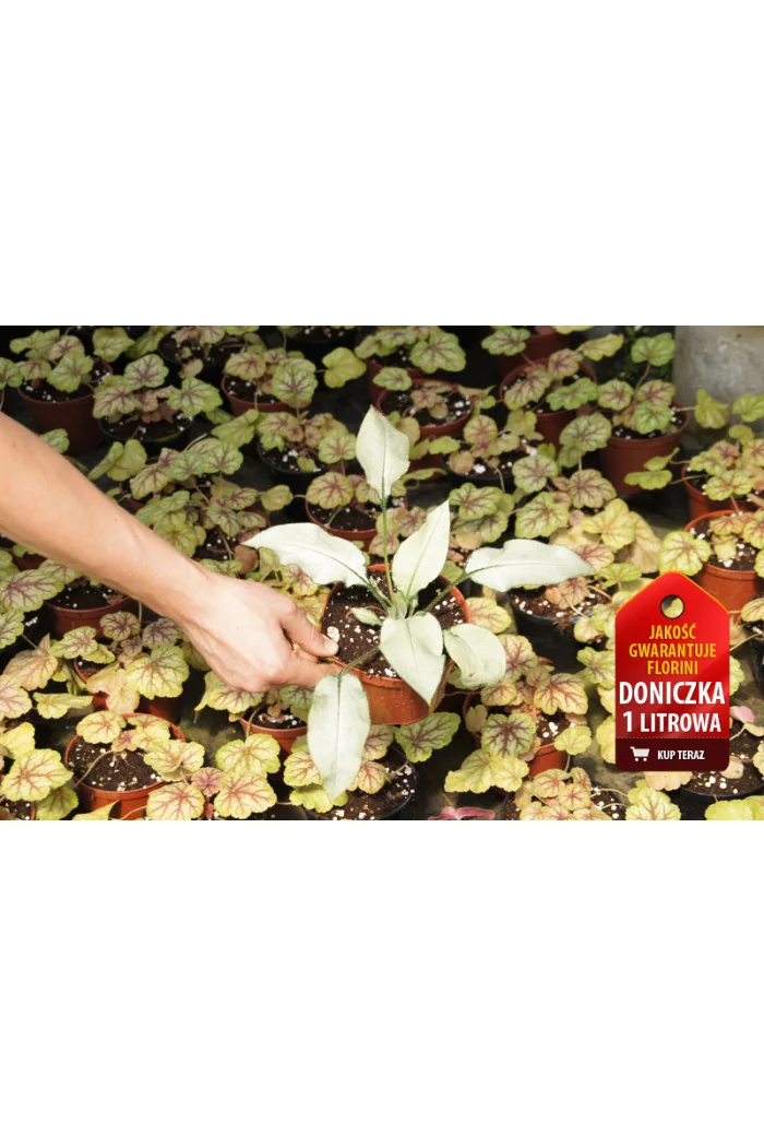 Miodunka 'Majeste' Pulmonaria