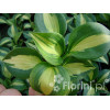 Funkia 'Dream Weaver' Hosta