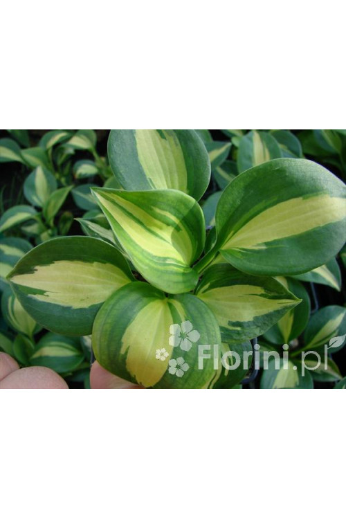 Funkia 'Dream Weaver' Hosta