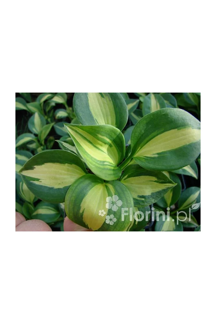 Funkia 'Dream Weaver' Hosta