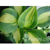 Funkia 'Dream Weaver' Hosta