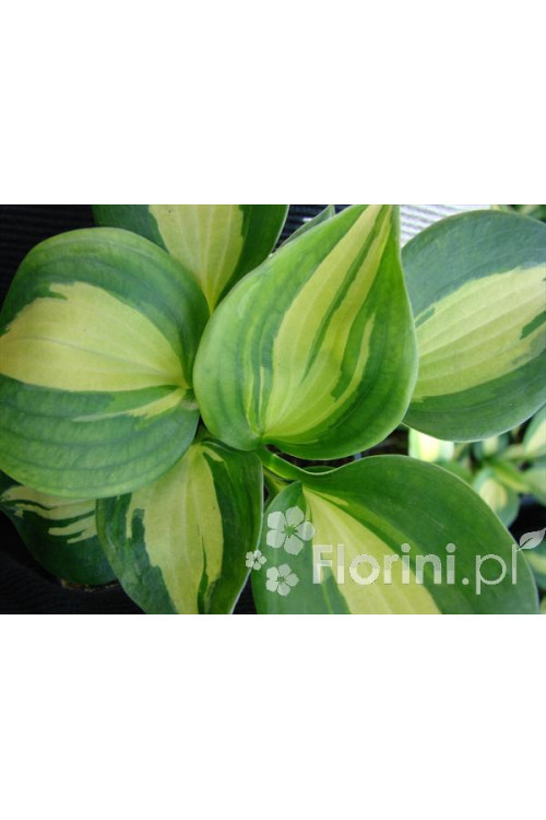 Funkia 'Dream Weaver' Hosta