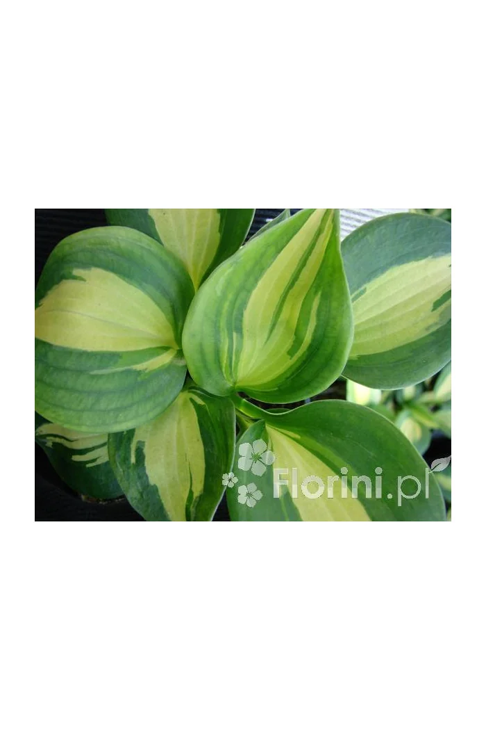 Funkia 'Dream Weaver' Hosta