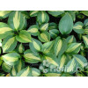 Funkia 'Dream Weaver' Hosta