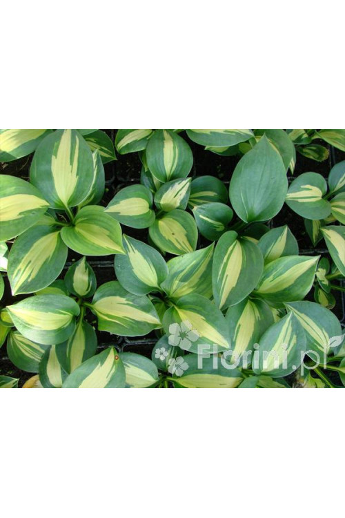 Funkia 'Dream Weaver' Hosta