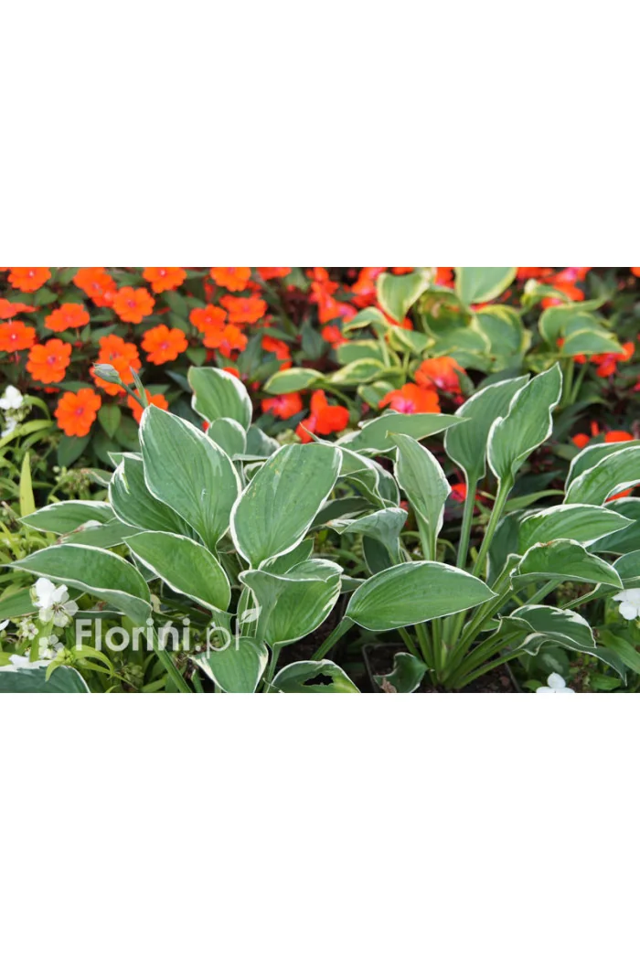 Funkia 'Francee' | Hosta