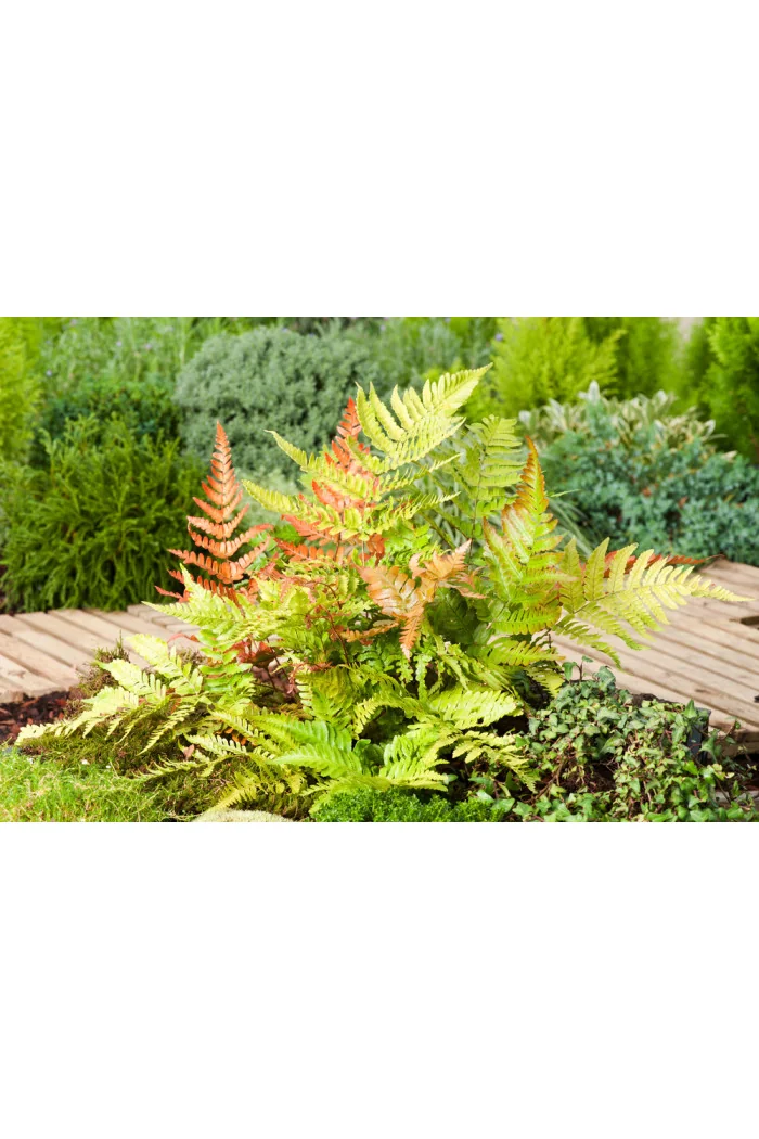 Narecznica czerwonozawijkowa| Dryopteris erythrosora