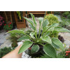 Funkia 'Francee' | Hosta