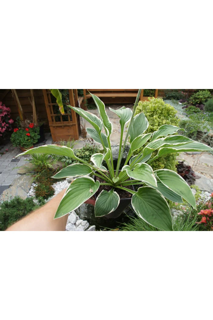 Funkia 'Francee' | Hosta