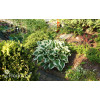 Funkia 'Patriot' | Hosta