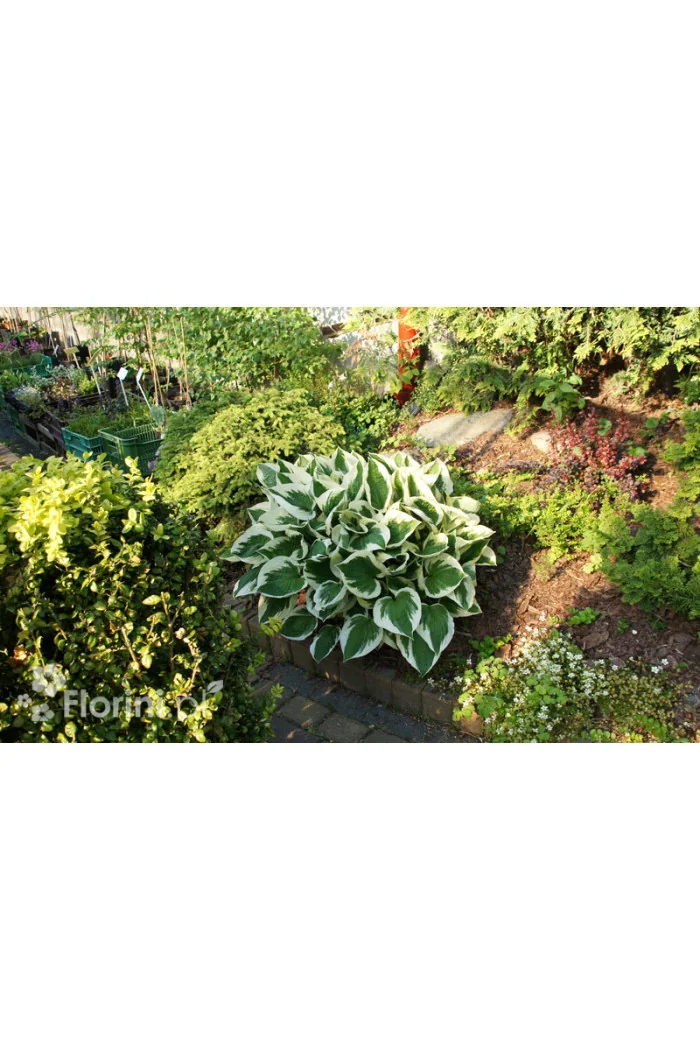 Funkia 'Patriot' | Hosta